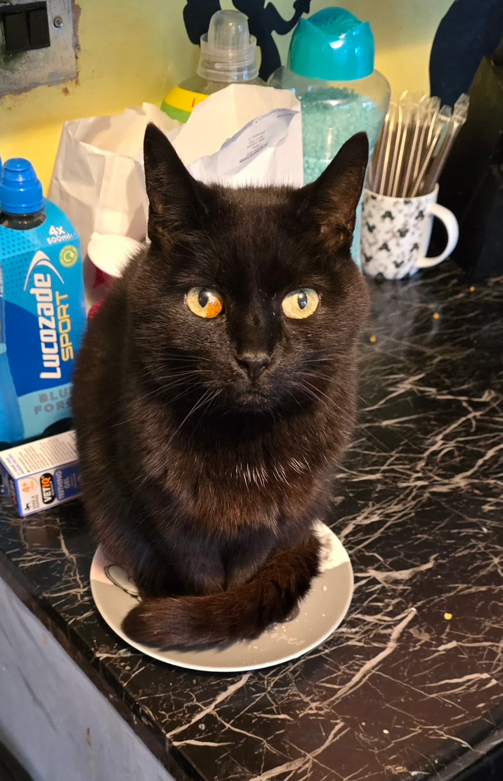 Black cat sitting neatly on a plate
