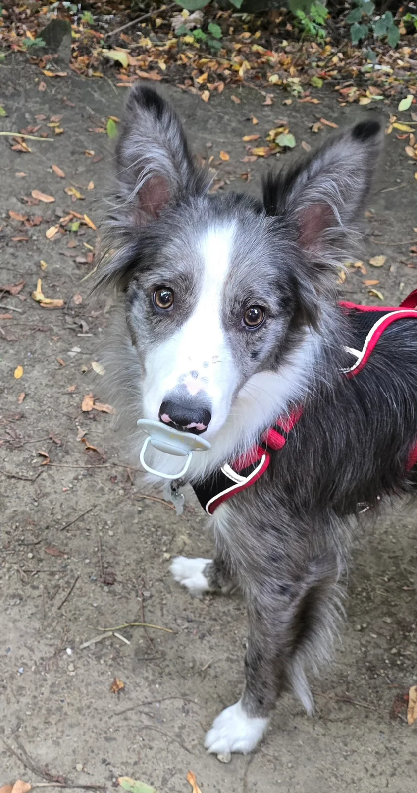 A dog ready for a walk