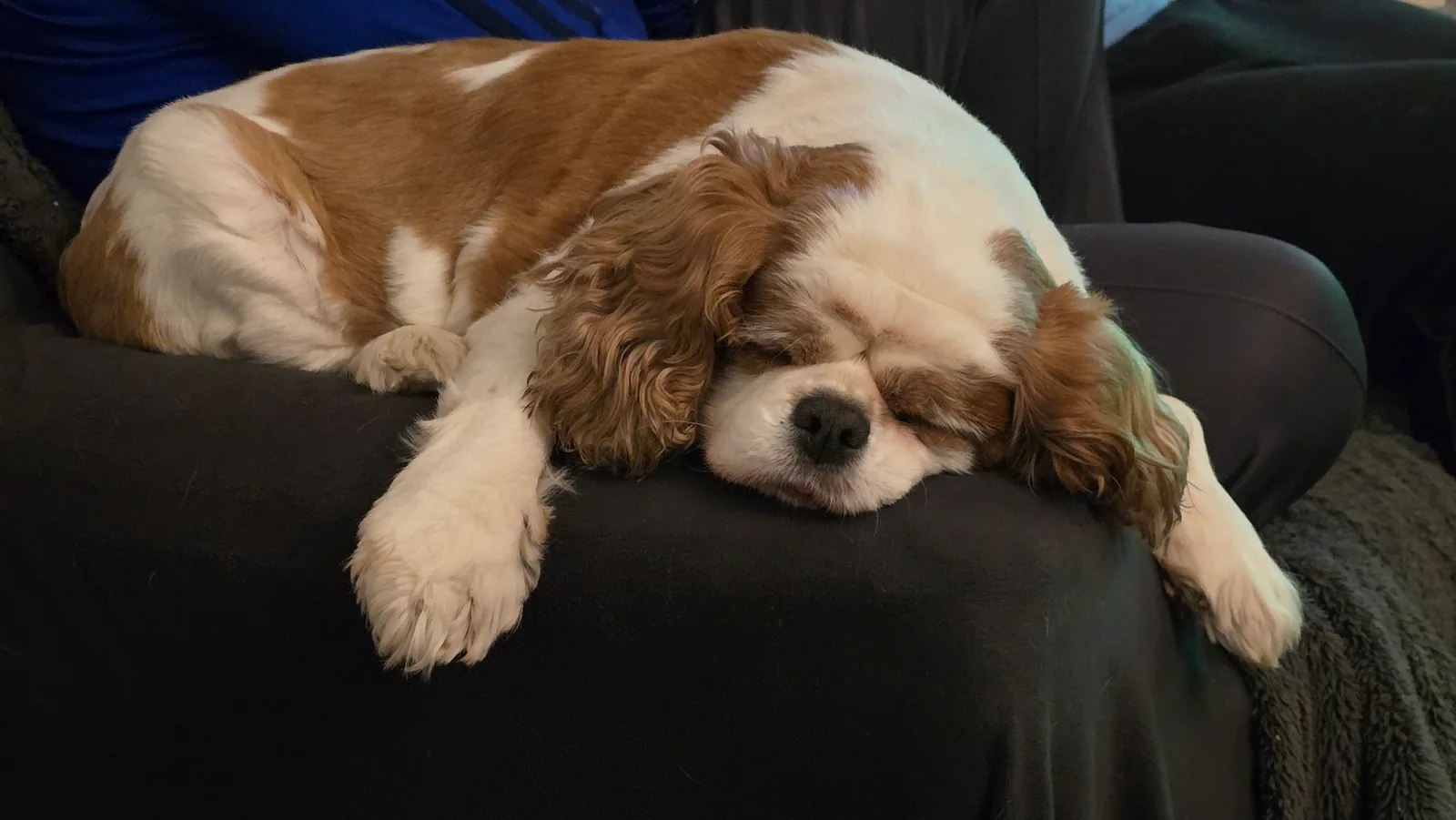 A dog relaxing after a busy day