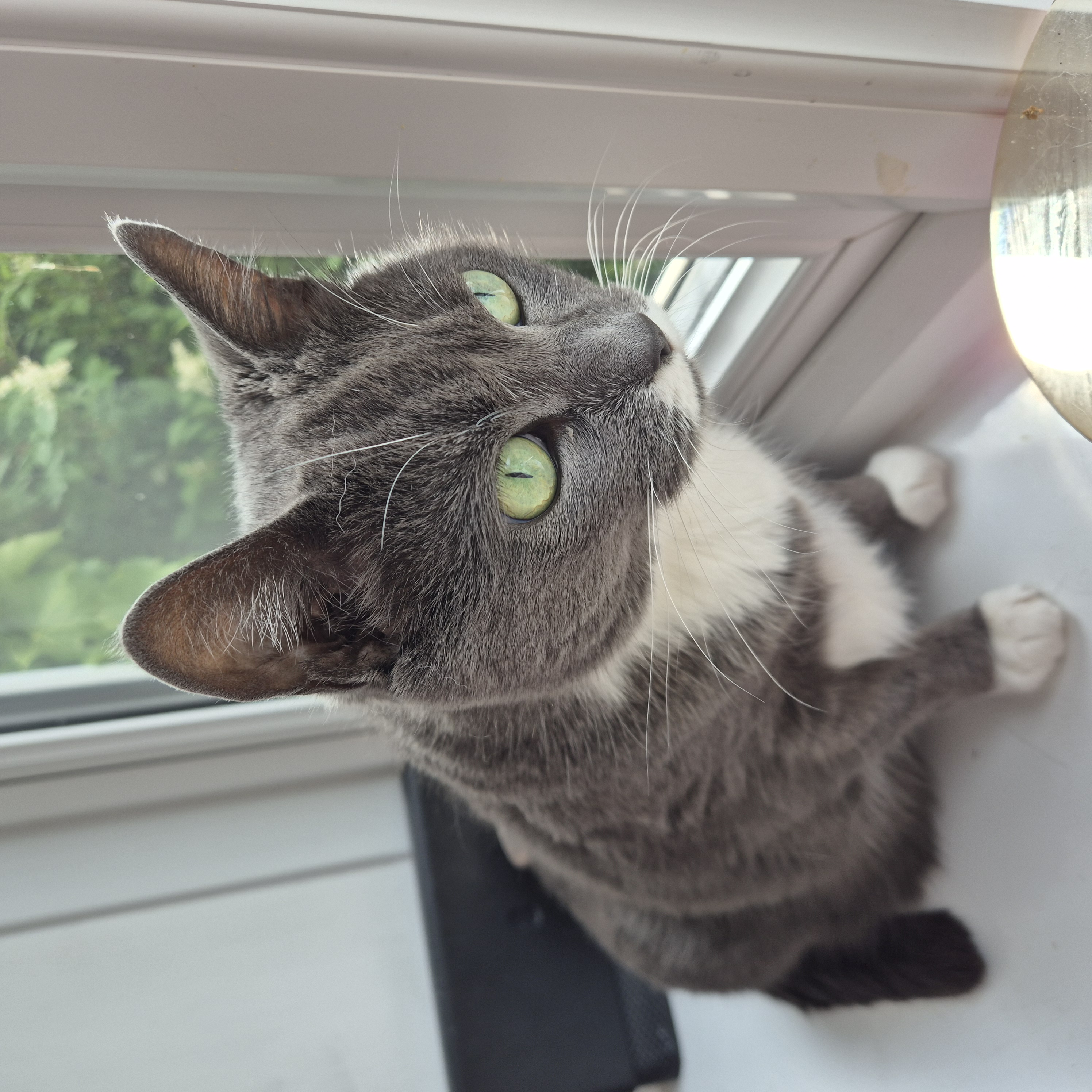 A grey and white tuxedo cat sitting on a windowsill looking out the window